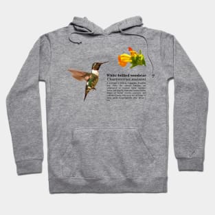 White-bellied woodstar hummingbird black text Hoodie